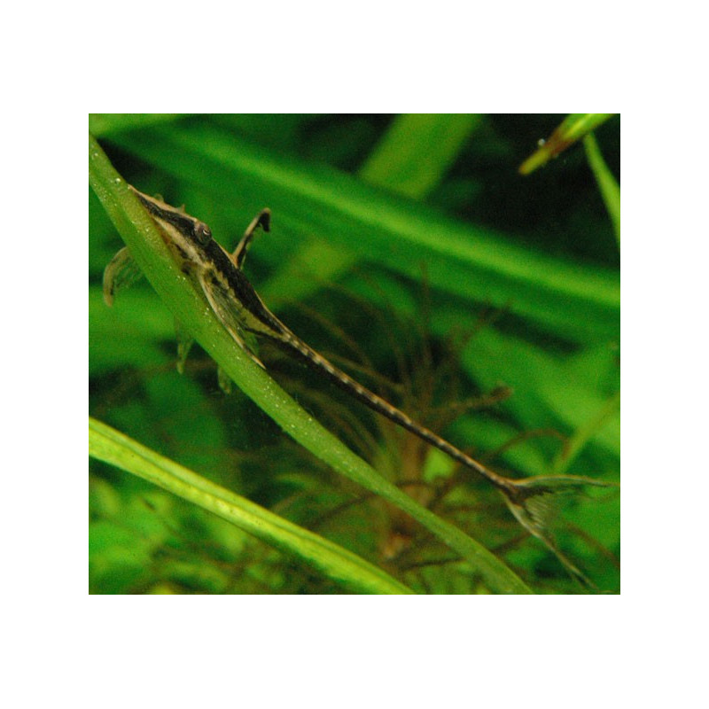 Sturisoma Aureum - Farlowella Royal 16-18cm adulte